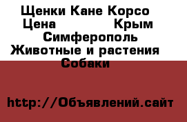   Щенки Кане Корсо › Цена ­ 30 000 - Крым, Симферополь Животные и растения » Собаки   